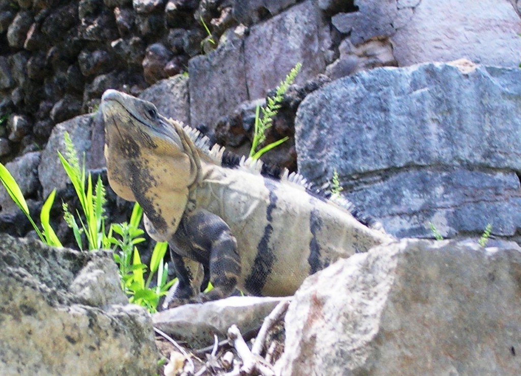 06-08-2009 Iguana