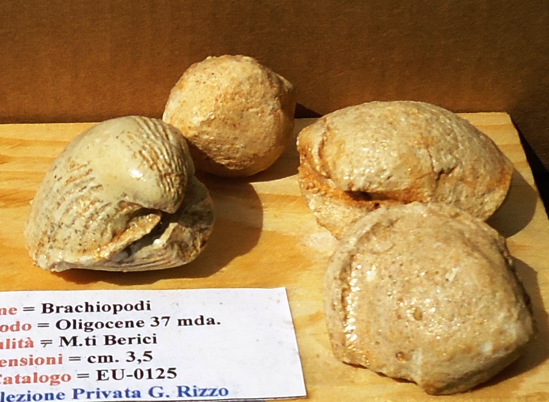 BRACHIOPODI= Oligocene 37 mda (Monti Berici)