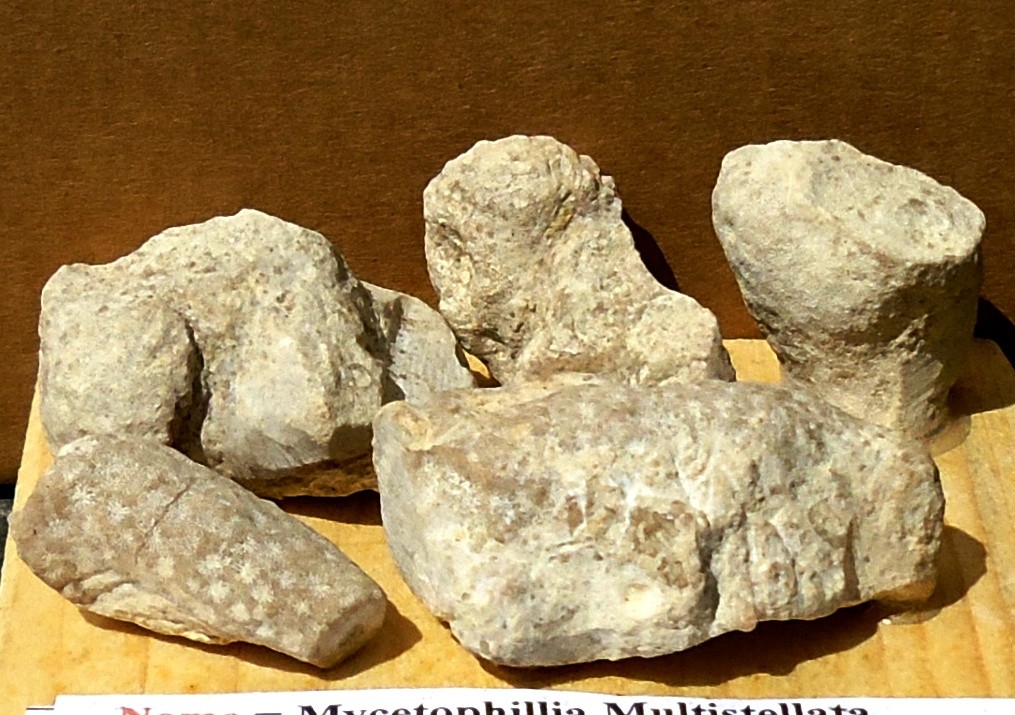 MYCETOPHILLIA MULTISTELLATA= Oligocene 37 mda (Monti Berici)