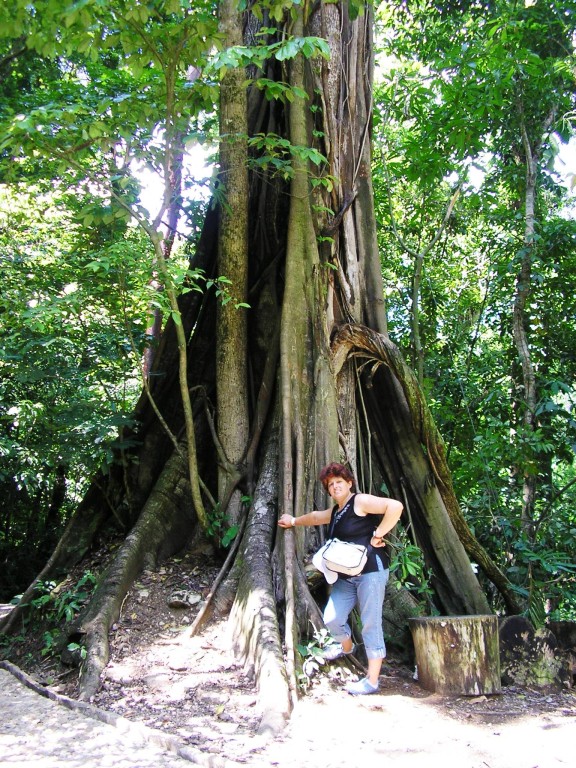08-08-2009 Foresta tropicale a Palenque