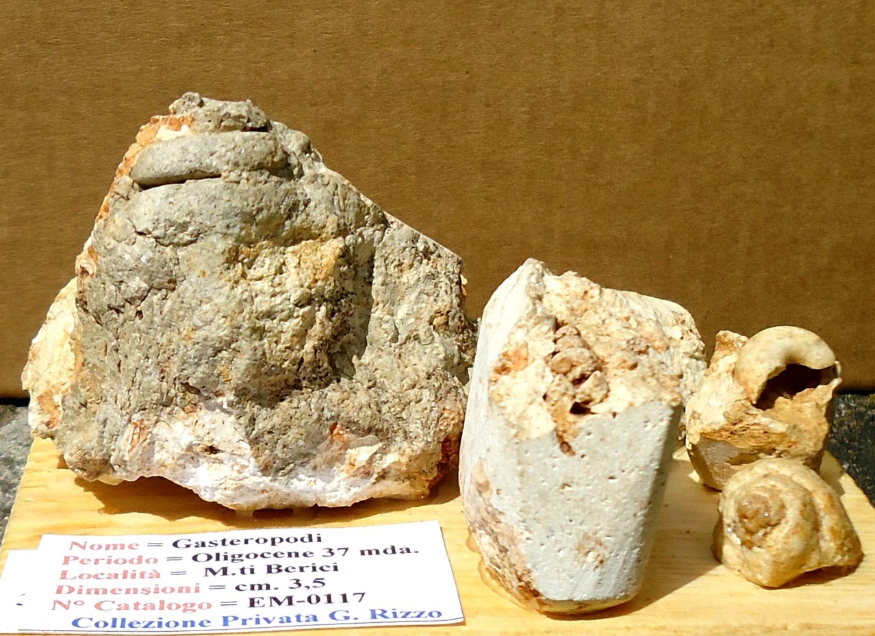 GASTEROPODI= Oligocene 37 mda (Monti Berici)