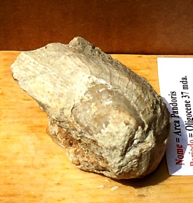 ARCA PANDORIS= Oligocene 37 mda (Monti Berici)