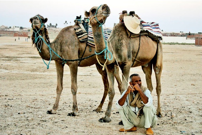 Beduino con Dromedari