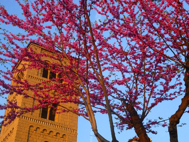 Весна в Испании - время цветения