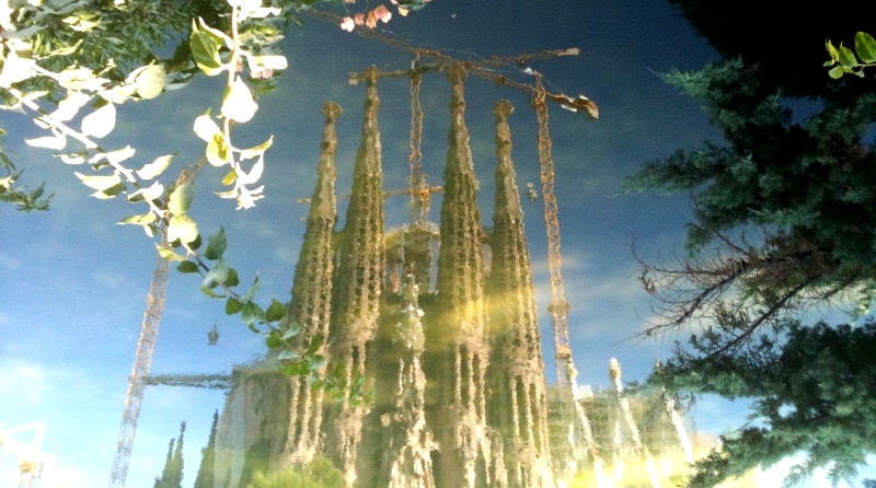 Кипарис — дерево Gaudi