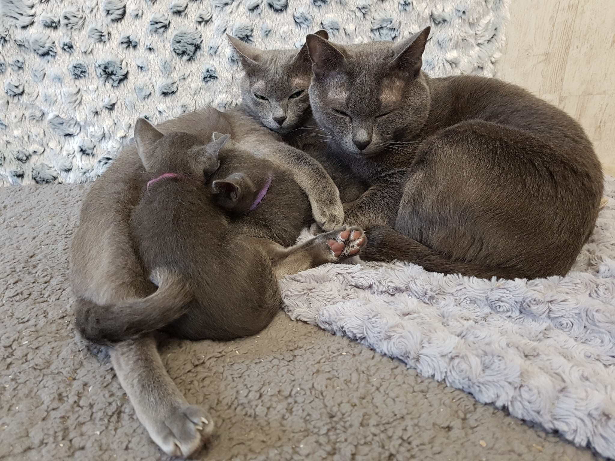 Happy Family <3