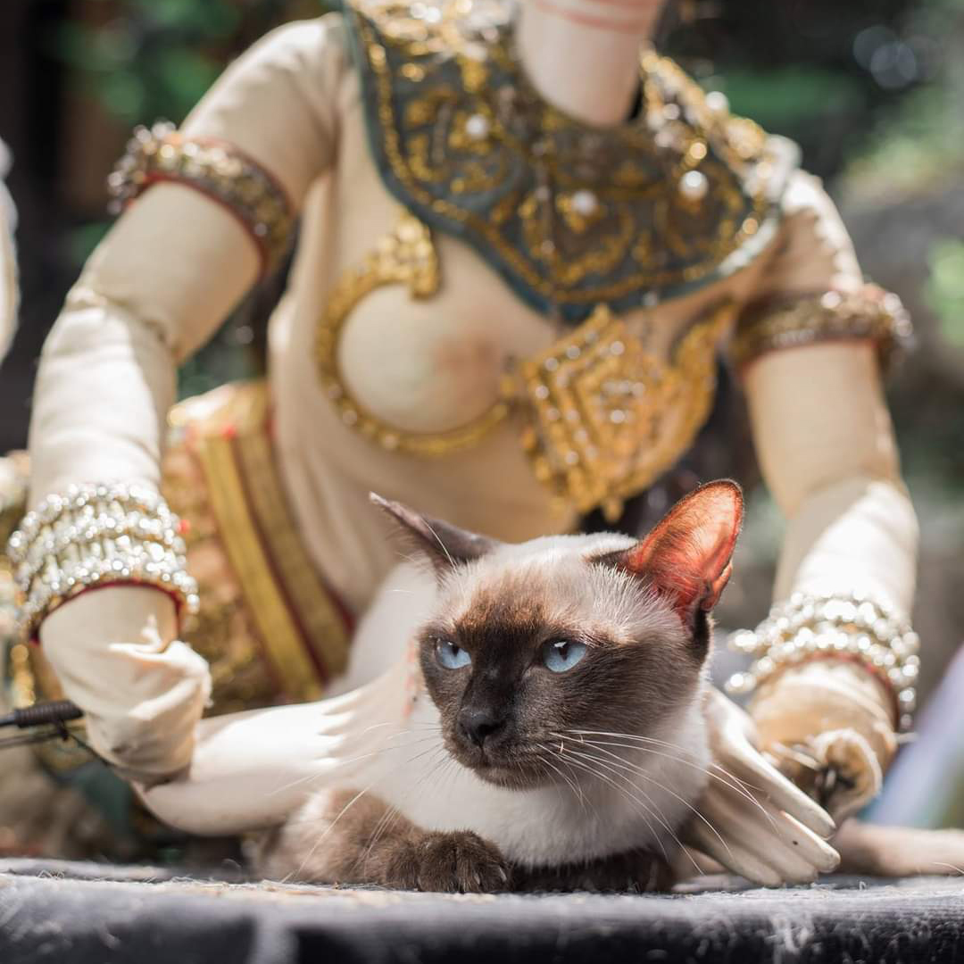 Thailand Wiege Der Korat Meejai Korats