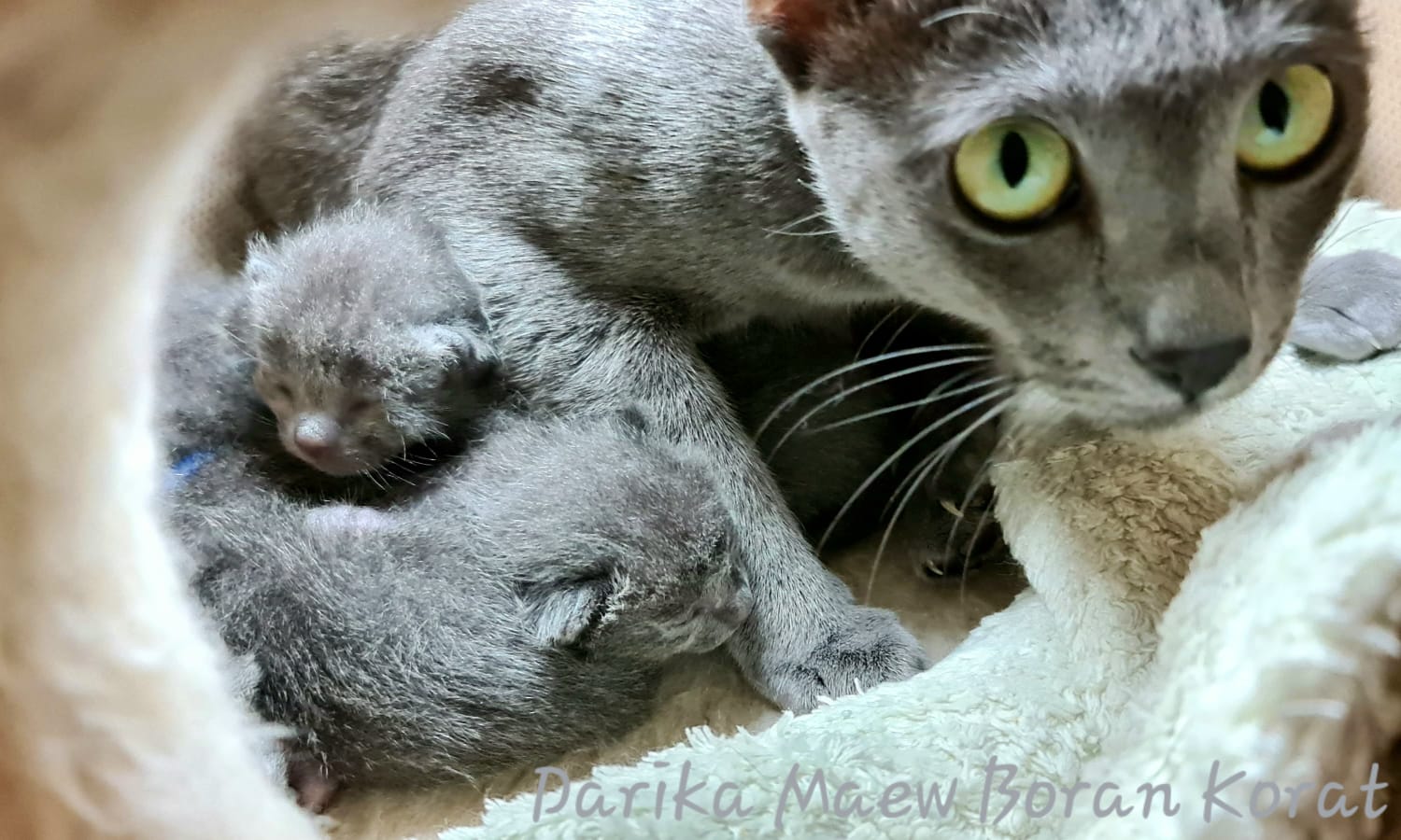 "Schaut mal, meine Babies!"