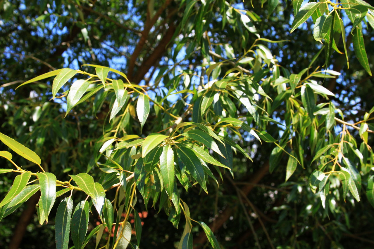 Lebensbaum Weidenbaum - ERDklang Didgeridoo