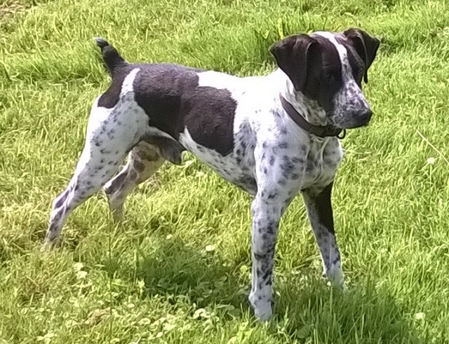 Bodeguero-Braque (Jagdhund) mit kupierter Rute