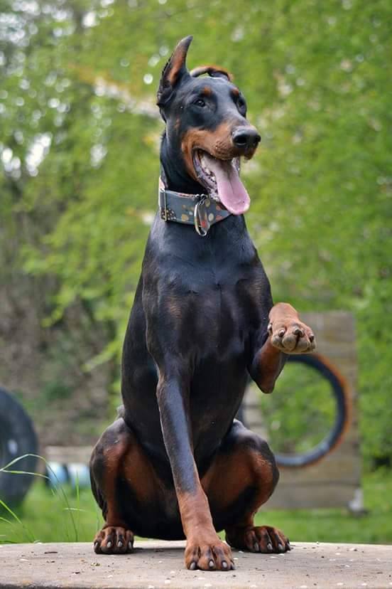 Dobermannrüde vollkupiert mit einem Stehohr und einem Knickohr