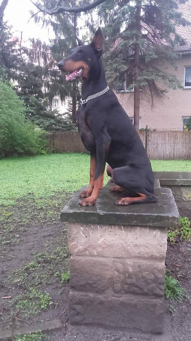 Dobermannrüde vollkupiert mit zu breit und zu lang kupierten Ohren aus dem Tierheim