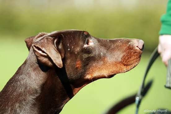 Dobermann Hündin - mit kupierten Ohren, aber hängend aus dem Tierheim