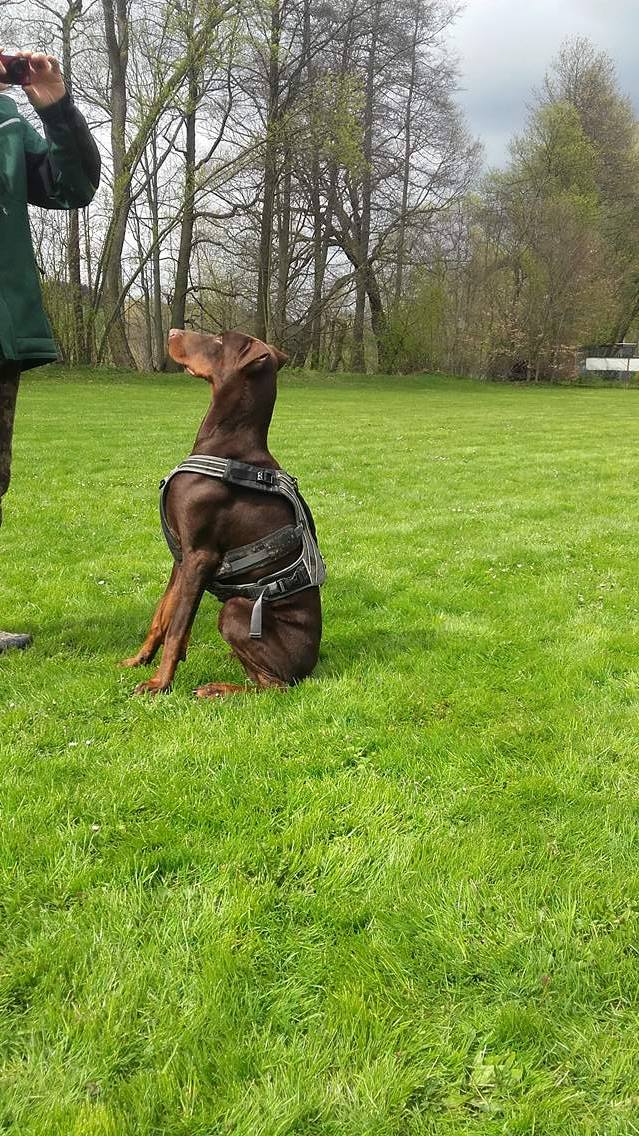 Dobermann Hündin - vollkupiert / mit kupierten Ohren, aber hängend und komplett kupierten Rute aus dem Tierheim