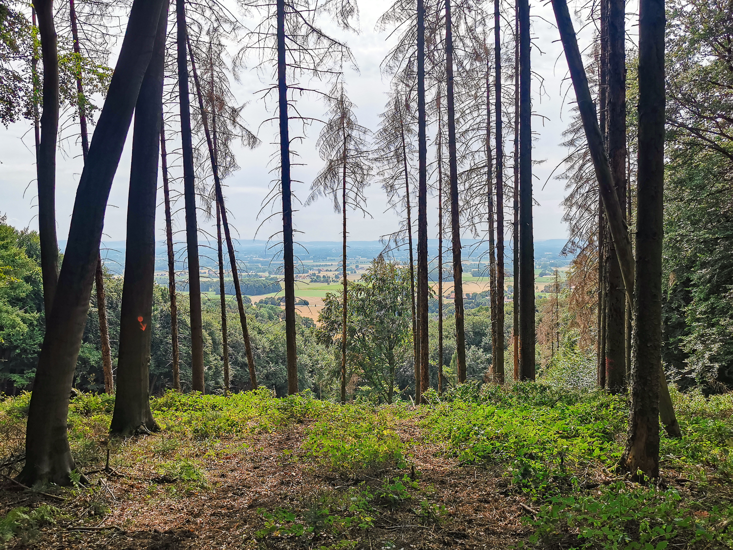 Ausblick vom höchsten Punkt des Stemweder Bergs