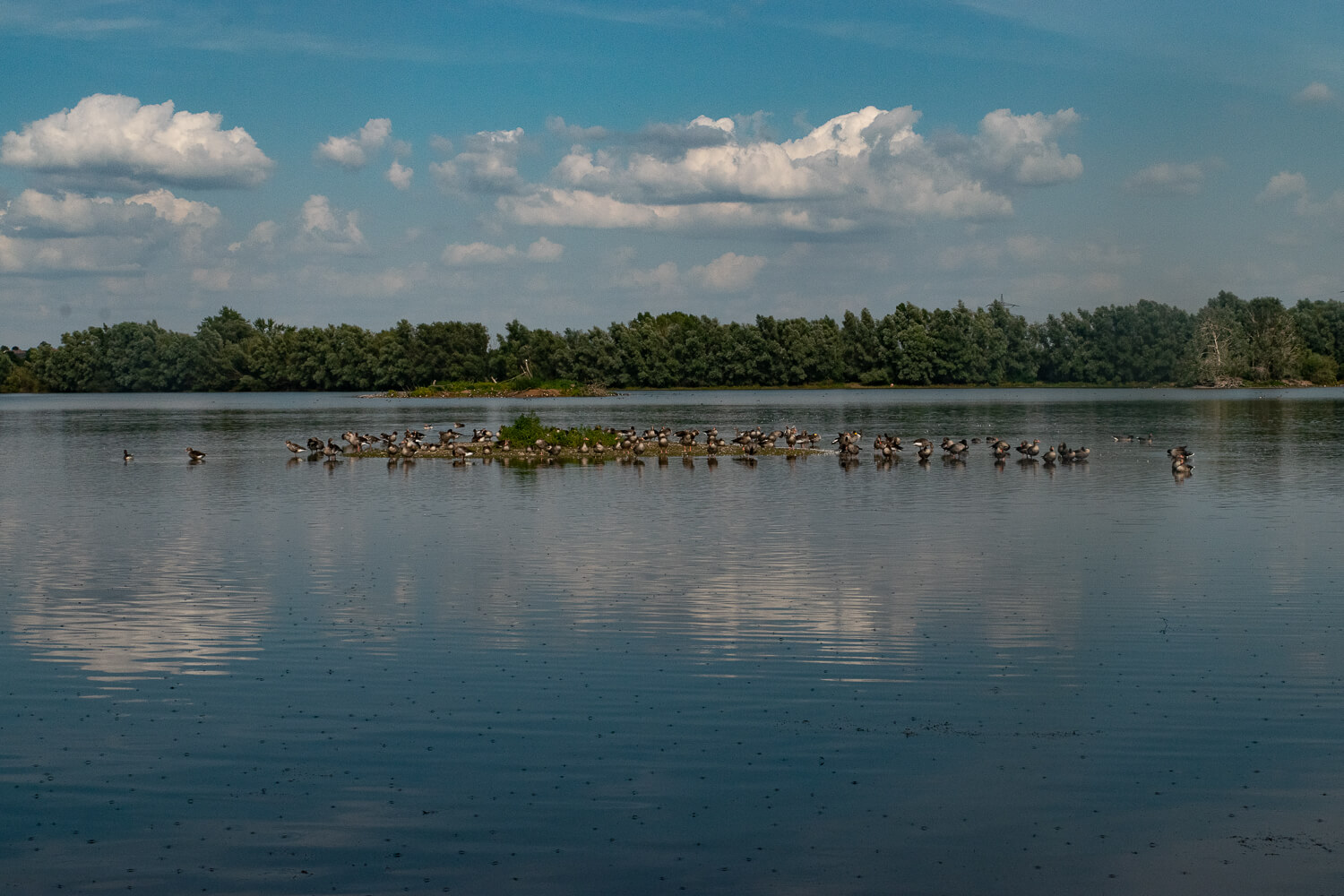 Vogelbeobachtung