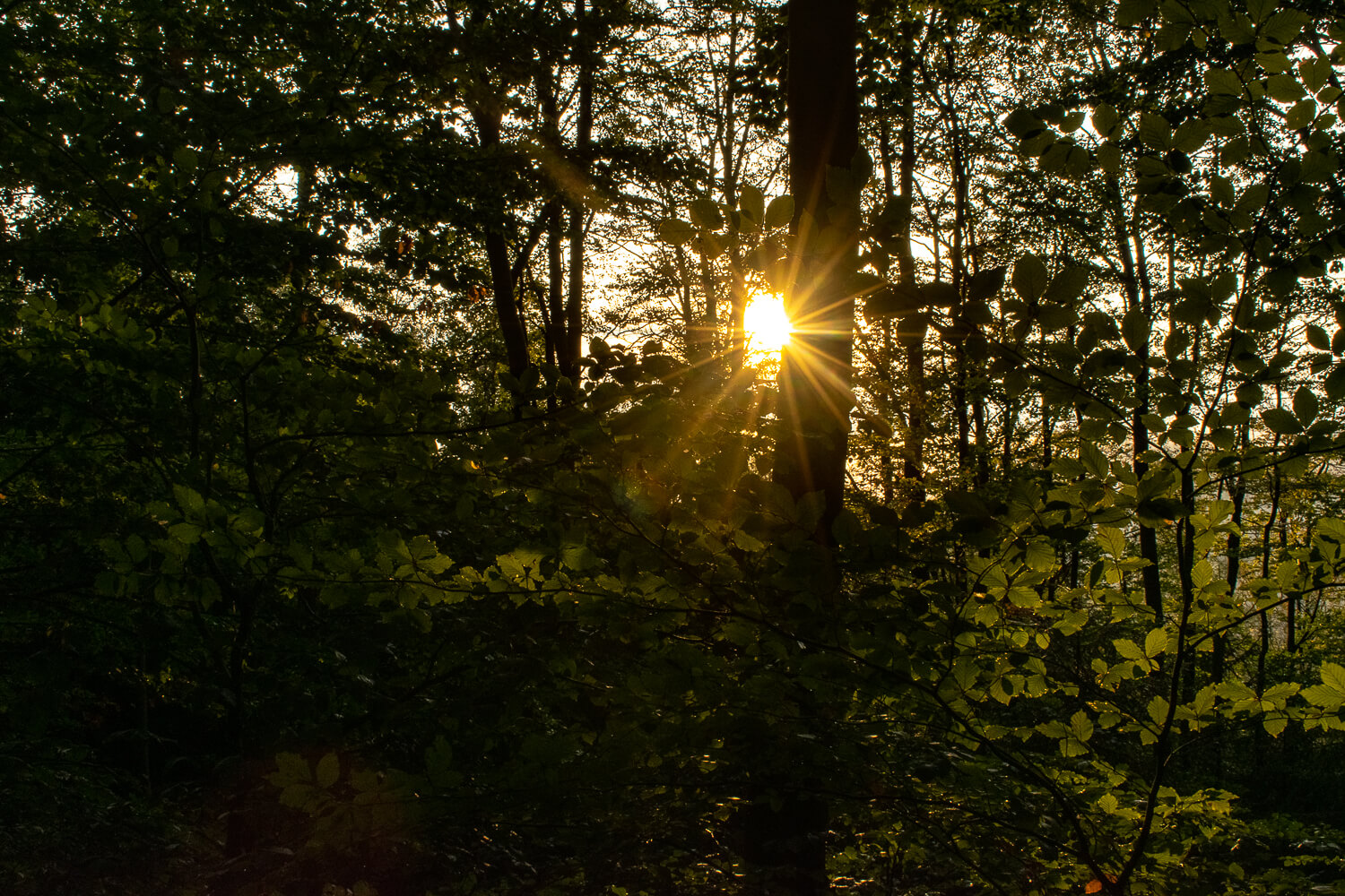 Rangerwanderung mit Begleitung der untergehenden Sonne