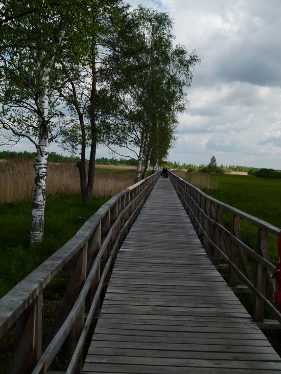 Der Steg führt durchs Moorgebiet zum See