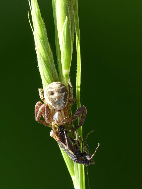 Krabbenspinne mit Beute