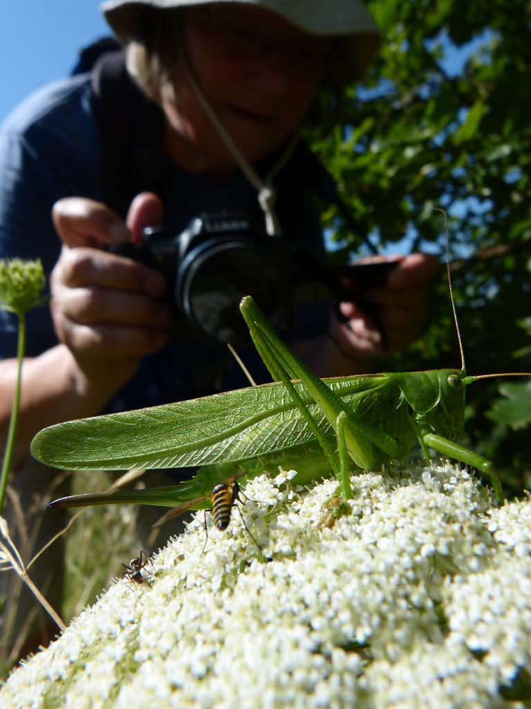 ... im Visier der Fotografen