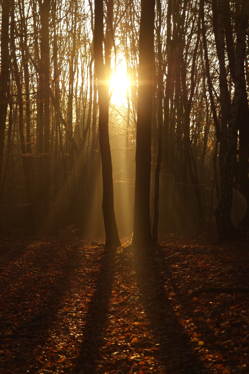 Sonnenstrahlen im Wald