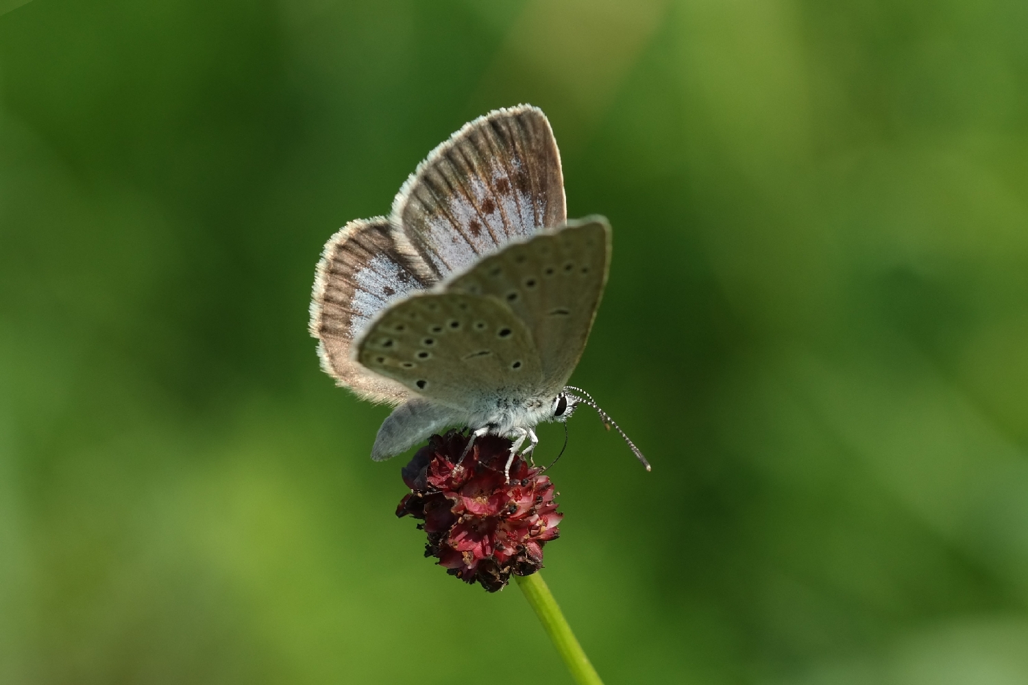 Heller Wiesenknopf-Ameisenbläuling