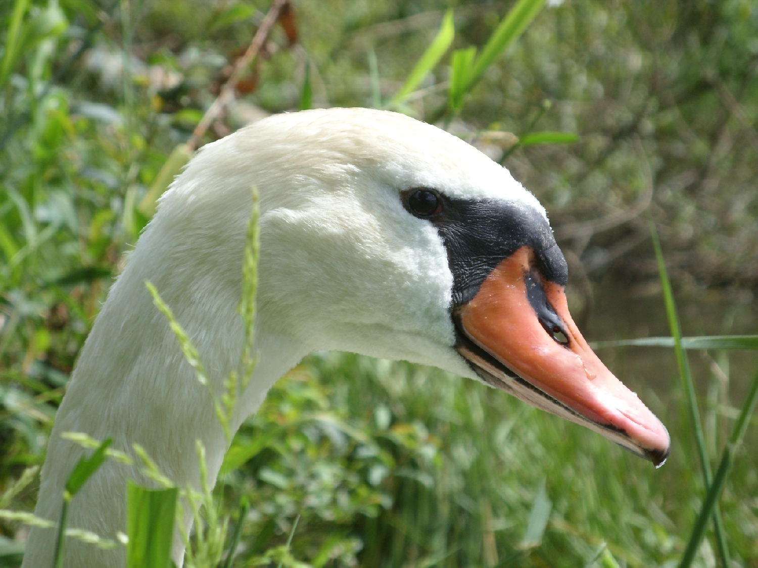 Höckerschwan