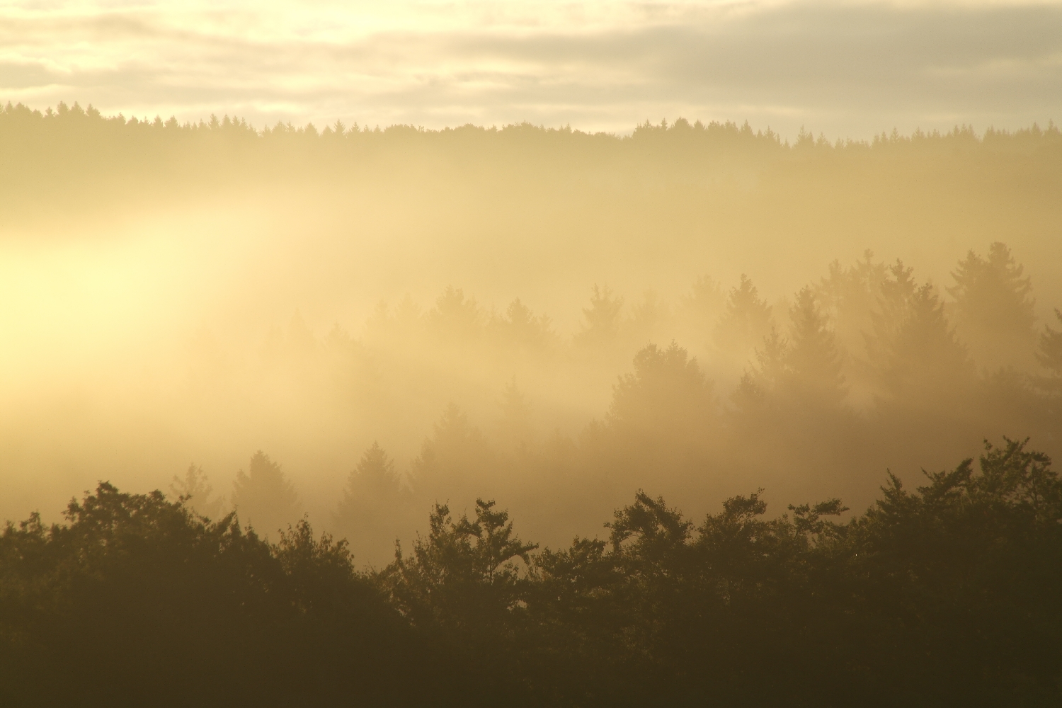 Morgennebel im Wohmbachtal