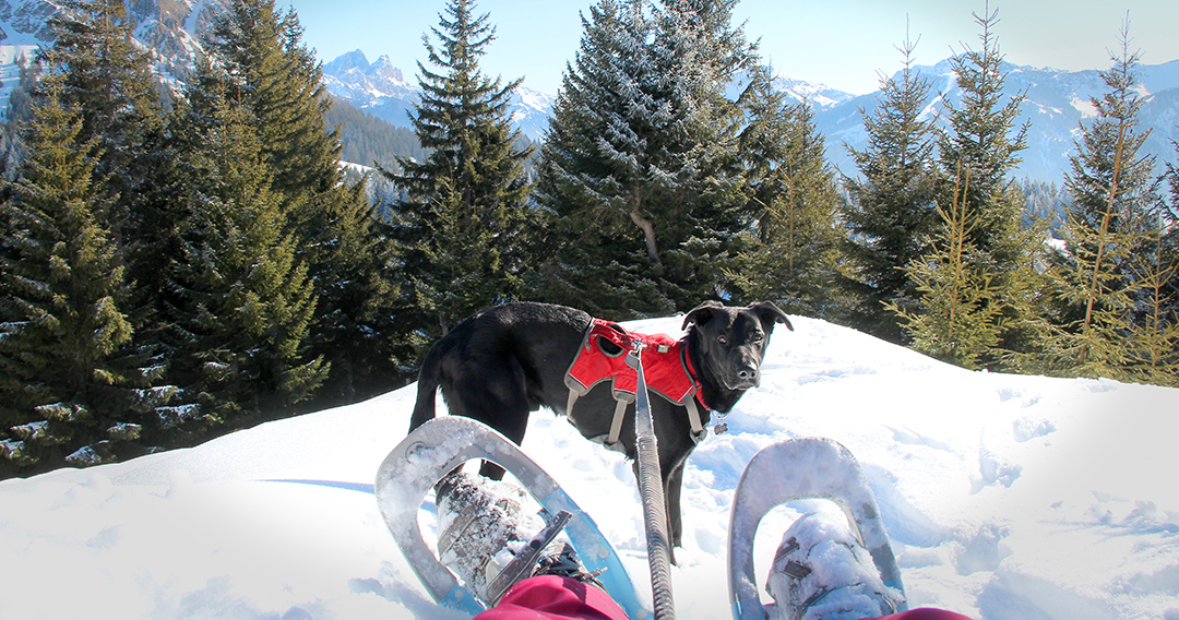 Schneeschuhwandern mit Hund