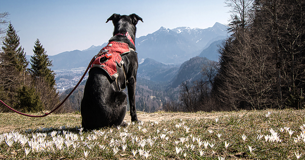 Wandern im Ostallgäu, Salober Alm, 4-Seenblick, Pfronten