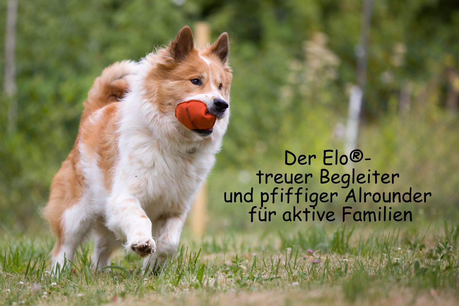 Elo® Zucht vom Adelsbächle Elo Zuchtstätte vom Adelsbächle