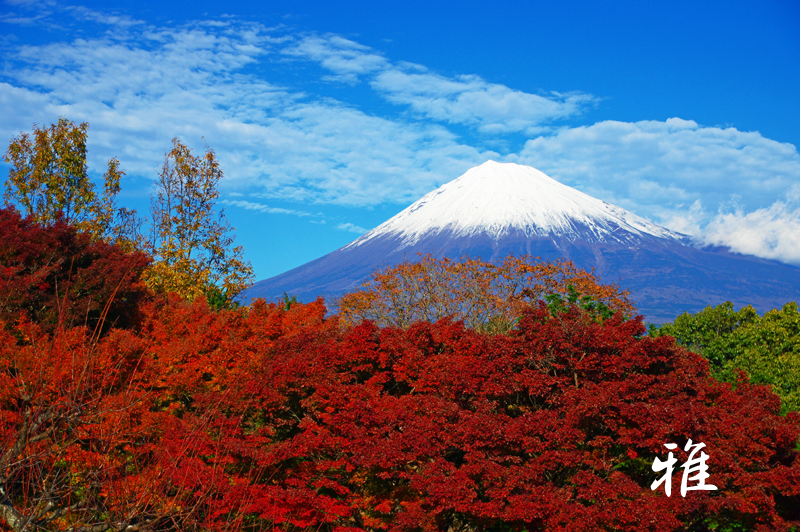 Ａ９４　岩本山紅葉　富士市内にて