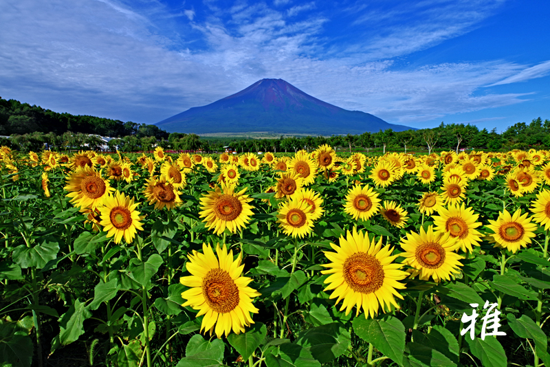 Ｎ５９　ひまわりと富士　　花の都公園にて