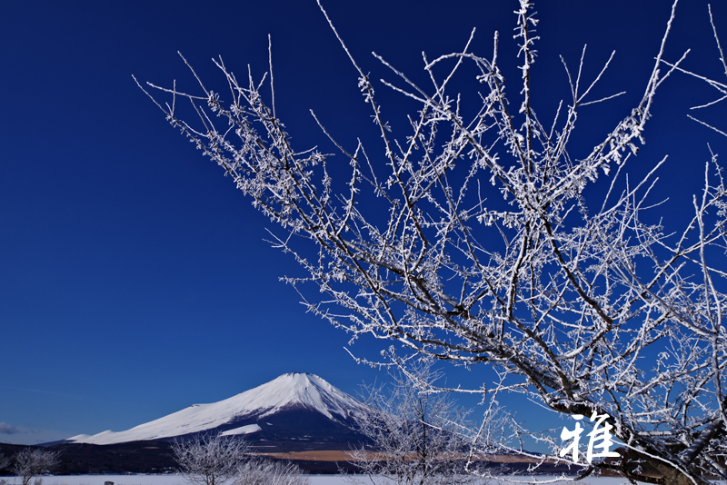 Ｆ８８　樹氷と富士（Ⅰ）　山中湖にて