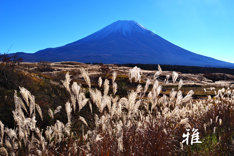 Ａ１０２　すすき野映えて　朝霧高原にて