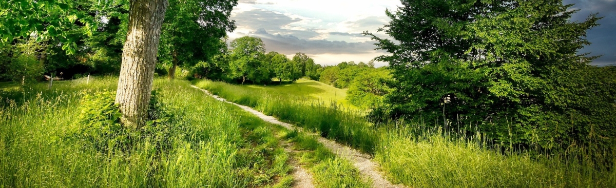 Waldweg