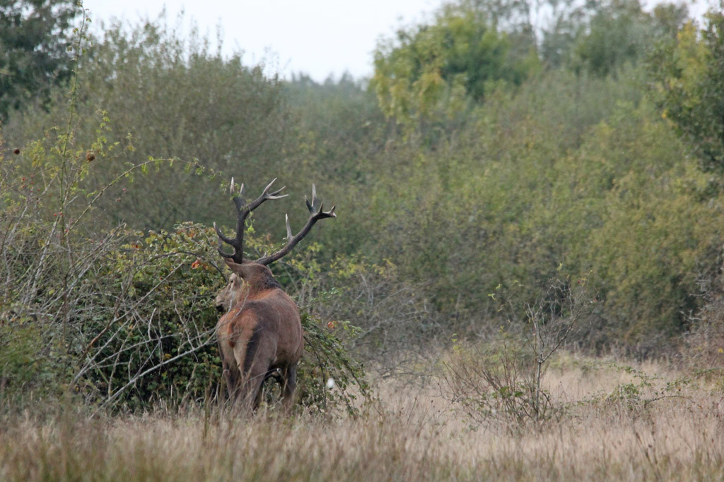 cerf de Brenne