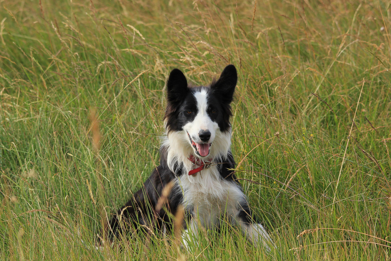 Locka, jeune border collie