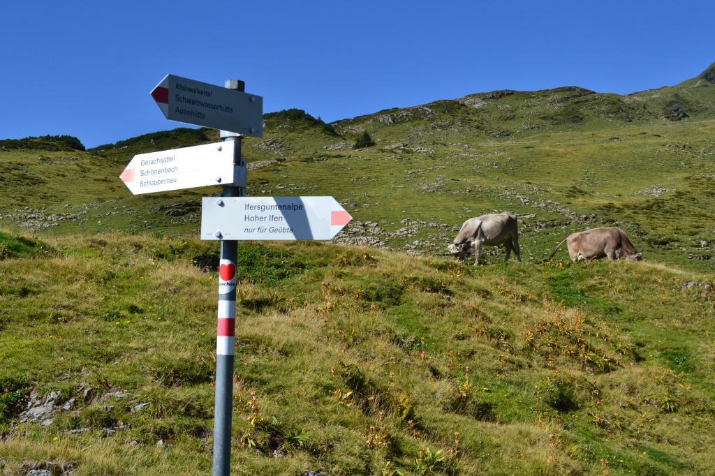 Jungvieh auf der Hochalpe Ifersgunten