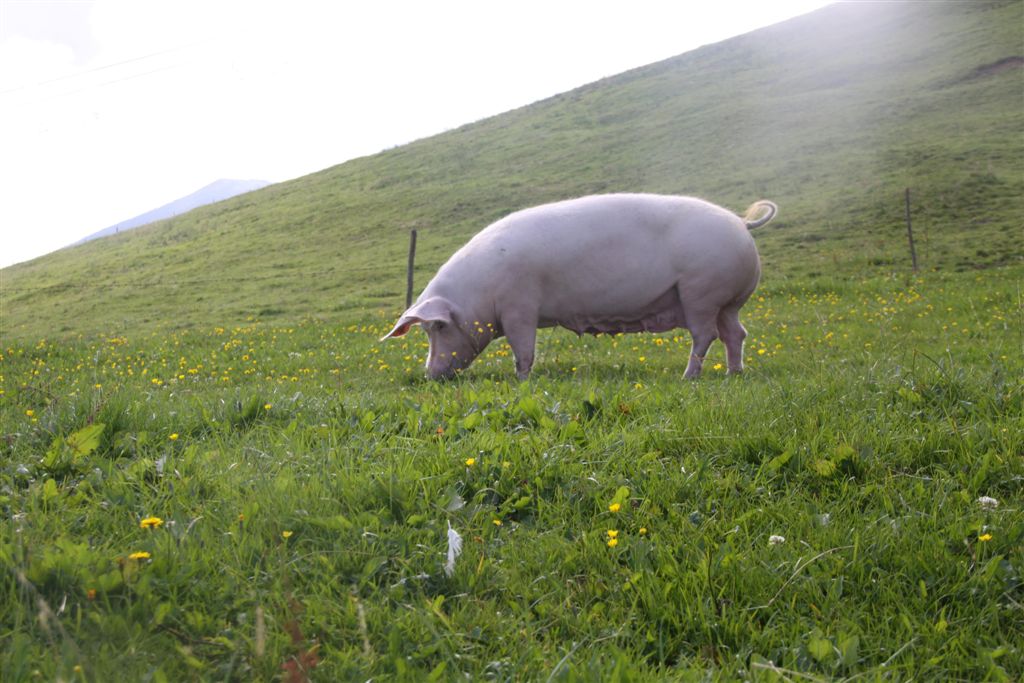 Unsere Schweinemama... 