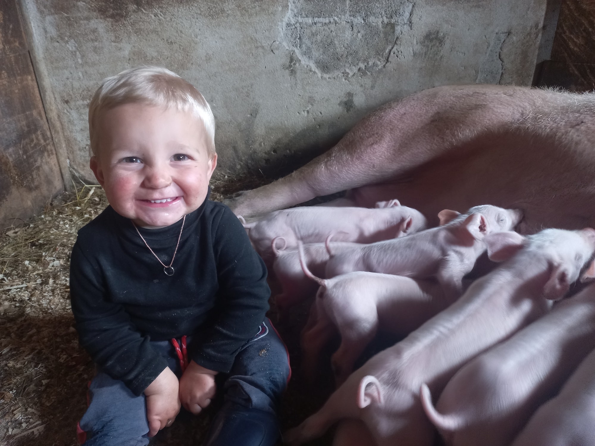 ... Elias unser jüngster mit den Jungschweinchen