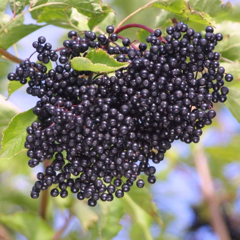 Schwarze Holunderbeeren bereit zur Likörherstellung