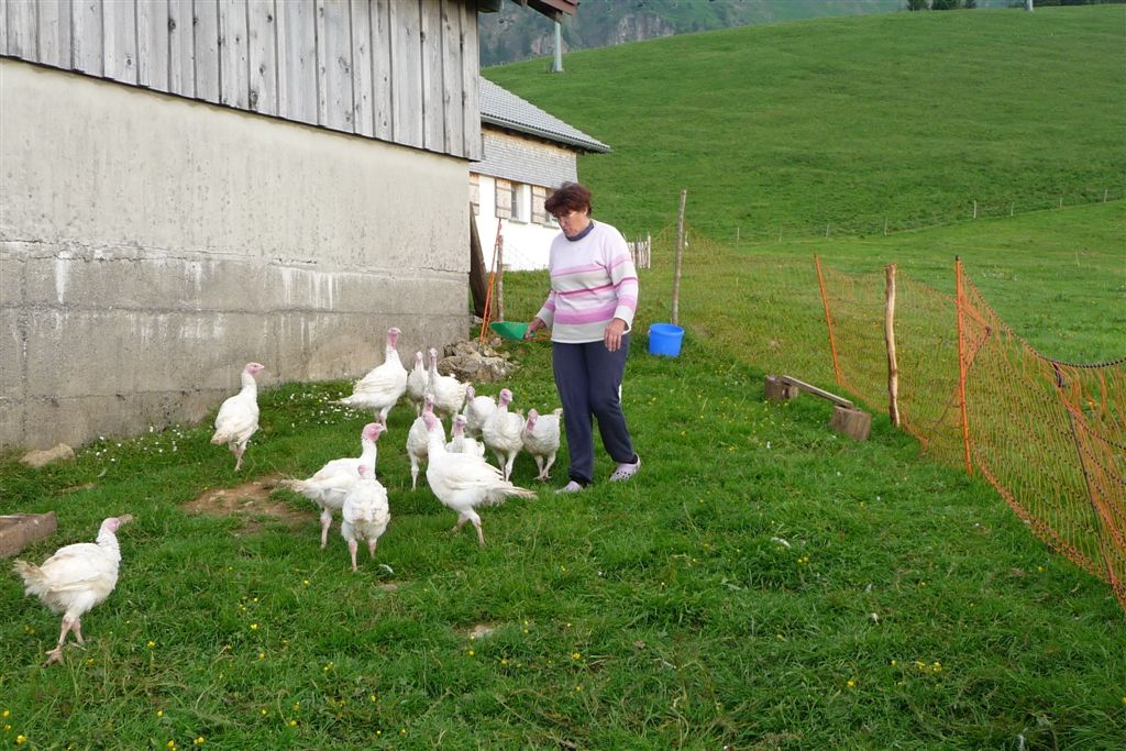 Fütterung mit Getreide