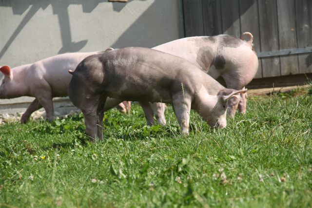 ... und manchmal sind sie ruhig gemütlich unterwegs