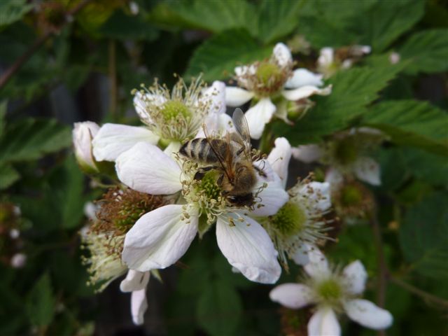 ... Bestäubung durch die Bienen und andere Insekten...