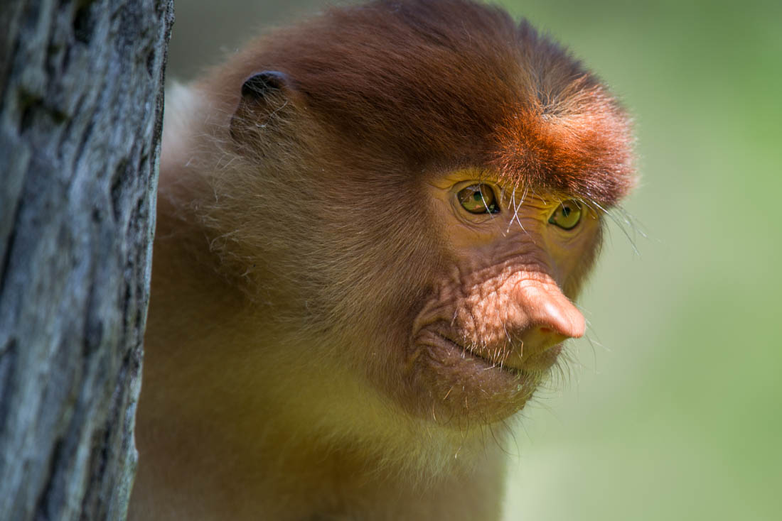 Le singe nasique notreclasse3as Webseite!