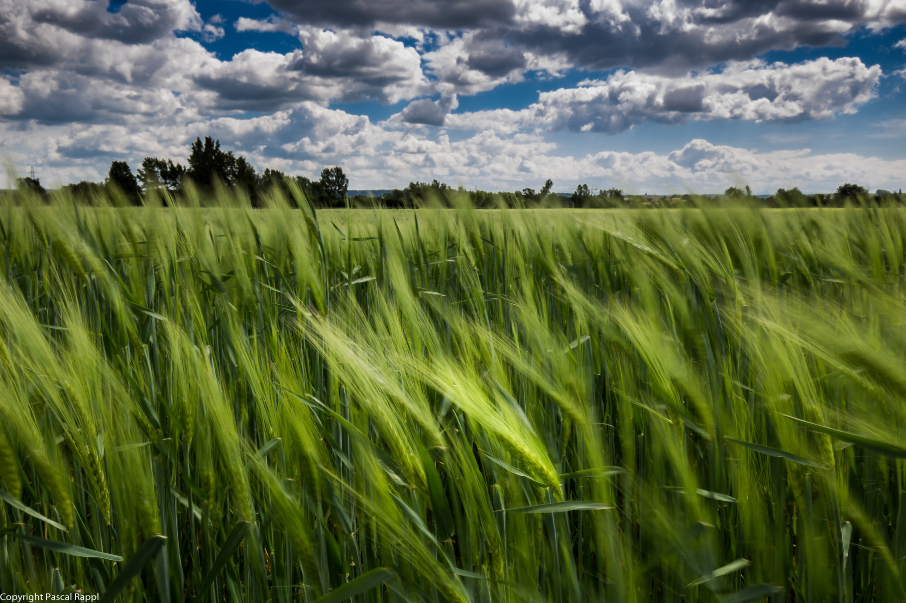 Treiben im Wind 
