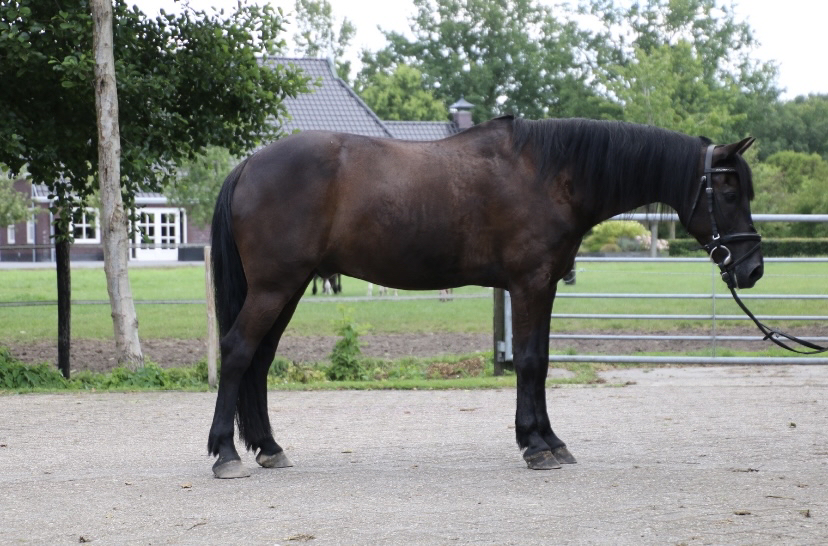 Dit is Freedom de 16 jarige New forest pony. Vol met energie en kracht zweeft hij over de grote klasse hindernissen heen samen met JariLand. Het is een ruin. Kan ook goed dressuren.  Beste Sport pony van onze stal. Wat heeft hij een Talent whauw!