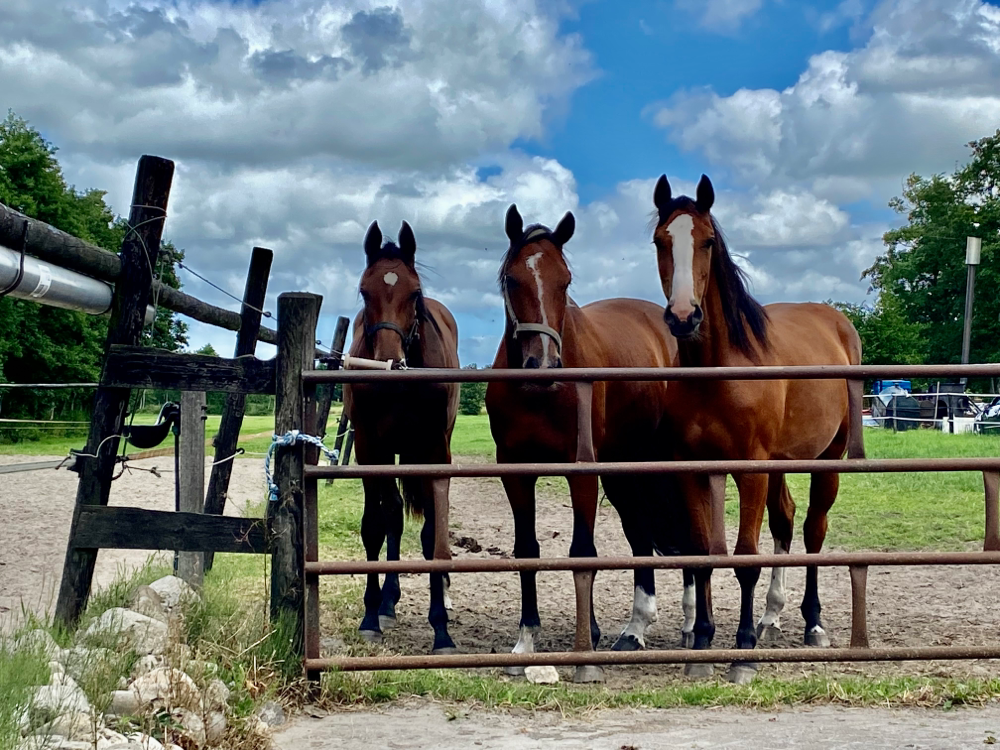 Dit zijn 3 Jonge paarden van verschillende eigenaren die bij ons uitgroeien in het land. Zeer tevreden klanten☺️!