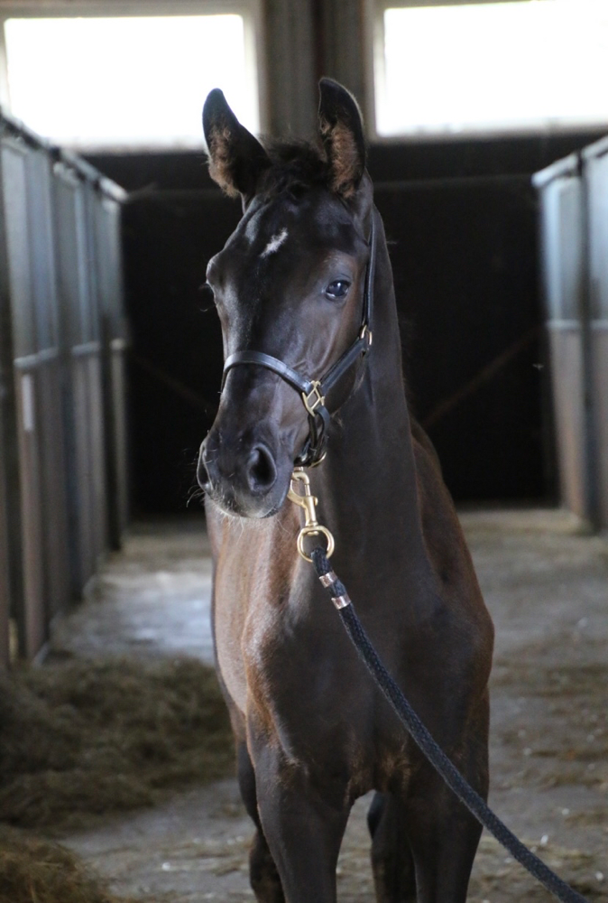 Dit is sanne. Een speciaal veulen op Koningsdag geboren. Mooi Merrie Dressuur veulen van Kjento x Special D (elite) x Goodtimes ( elite) 